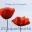 Bienvenue à 2 coquelicots – École de Français / French course in Brittany depuis 2006
