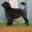 Portuguese Water Dogs Breeder Ontario | Acostar pwd