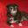Alabama Pug Rescue and Adoption, Inc. – Rescue for the Life of the Dog