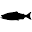 Alaska Kingfishers: Salmon fishing on the Nushagak River