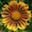 Algorithmic Botany: Home