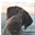 Altmoor Deutsch-Drahthaars, Electronic Collars, and Dog Training Supplies, speicalizing in e-collars from Garmin and Dogtra