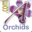 Andy's Orchids'