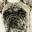 Ann Seward - Dog Portraits | Pet Portraits | Horse Portraits