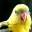 AnzaExotics | Exotic Hand Fed Tame Baby Birds for Pet and Entertainment Industries; Gardens & Menagerie (coming soon) & Exotic Bird Rescue and Rehab Center