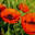 Welcome to A Poet's Corner Featuring Art and Poetry of Patricia Walter - A Poets Corner