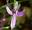Home - AusAngels - Flower Essences