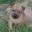 Redwing Australian Terriers | Home of top winning Australian terriers
