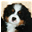 Kennel "The Barking Bunch", het  Berner Sennen informatie en advies centrum