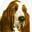 bassethoundwelfare.org.uk