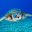 Beachy Iguana - Beachy-iguana