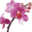 Beautiful Orchids