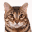The Bengal Cat Directory – Resource for Bengal Cats, Kittens, and Information – A top-rated website for finding Quality Bengal Cat breeders, Bengal Cats and Kittens for sale, bengalcatdirectory.com bengalbreeder.net bengalkitten.net