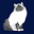 The Birman Cat Club – A Club Dedicated to The Birman Breed