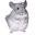 Cheeky Chinchillas - Chinchillas as Pets