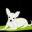 Small Dog Rescue in Colorado | Chihuahua and Small Dog Rescue