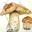 Crebs – Terry J. Crebs: Geophysical consultation, amateur mycologist, and cook extrodinaire.
