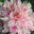 David-Curtis School of Floral Design – Where we have been training students to become professional floral designers for over 51 years