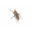 Forensic Entomology – Explore The Science