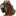 Avian Avenue Parrot Forum