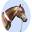 OGO Morgan Horses