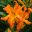 Grand Valley Daylily Society – Celebrating and cultivating daylilies since 1985!