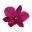 Hawaii Flower Lei: Hawaiian Leis Shipped Fast & Fresh
