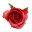 Charlottetown local florist deliver Christmas flowers Stratford Cornwall