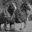 The Sport of horsepulling on the world wide web – Send schedules and results to contactus@horsepull.com