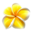 Plumeria – Grow Your Own Hawaiian Lei Flower Anywhere in the World – Just Plumeria - Hawaiian Hybrid Cuttings