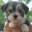 KASE Havanese | Quality Havanese Puppies in Charlotte North Carolina