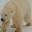 Knapton Studios, Inc. – Taxidermy Supplies