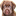 Lavender Hill Labradors ラベンダーヒルズJP