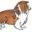 Long Island Shetland Sheepdog Rescue, Inc. –