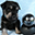 Live Puppy Cam - Live Puppy Cams from Maximillian Schnauzers