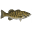 Maine Bass Fishing | Guide Service