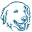 maremmaclub.org