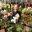 Marriott Orchids – Fine breeder of complex Paphiopedilums