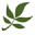 modernherbalist.com