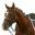 Moore Equine – Horse Dentistry and Extractions – Home - Mobile Veterinary Equine Dentist - Bertram, TX
