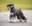 Miniature Schnauzer Club of Northern California - Miniature Schnauzer Puppies, Miniature Schnauzer, Miniature Schnauzer Breeders