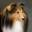Mystique Shelties