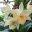 Northeastern Wisconsin Orchid Society – We share our love of orchids with the Green Bay, Appleton & Fox Valley area.