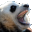 The Panda’s Thumb
