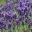 Peace Valley Lavender Farm – Peace Valley Lavender Farm
