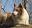 Peachy Keen Border collies - Border Collie Puppies