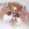Pelaqita Persian cats and kittens for sale, guarantee, cat breeder