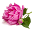 Home - Canadian Peony Society