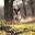 Pet Health Advisor: Expert Advice and Tips for Your Pets -