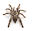 Pet Tarantulas